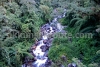 Gattey Khola in Panglakha forest