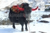 Yak at Changu Lake