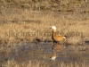 Bird at Nathang valley