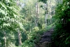padamchen forest walk
